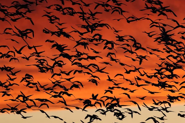 Χιονόχηνες Την Αυγή Bosque Del Apache New Mexico Usa — Φωτογραφία Αρχείου