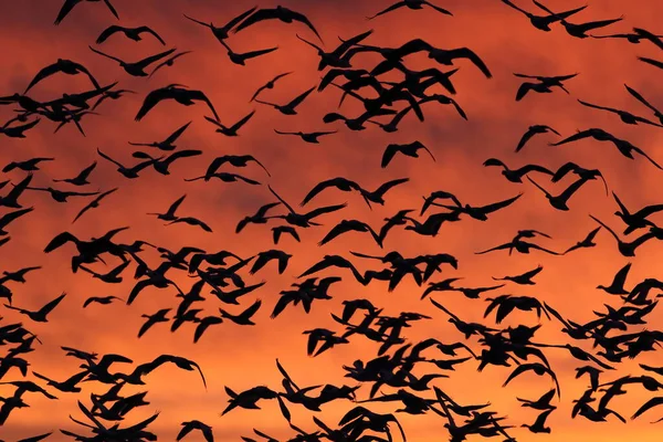 Gansos Nieve Amanecer Bosque Del Apache Nuevo México —  Fotos de Stock