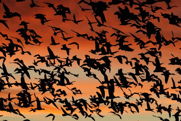 Χιονόχηνες Την Αυγή Bosque Del Apache New Mexico Usa — Φωτογραφία Αρχείου