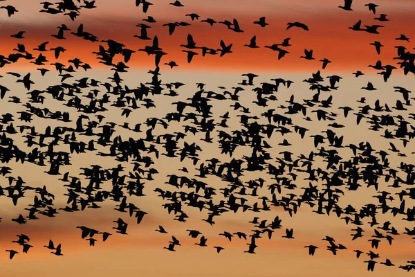 Χιονόχηνες Την Αυγή Bosque Del Apache New Mexico Usa — Φωτογραφία Αρχείου