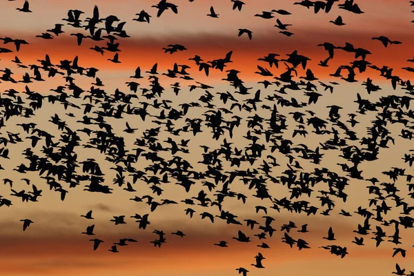 Sneeuwganzen Ochtend Bosque Del Apache New Mexico Verenigde Staten — Stockfoto