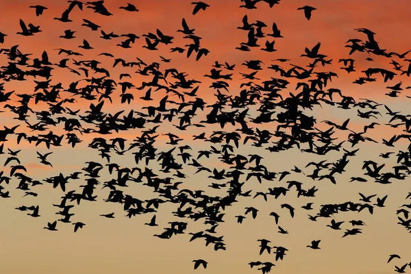 Gansos Nieve Amanecer Bosque Del Apache Nuevo México — Foto de Stock