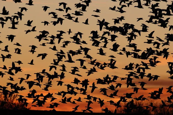 Χιονόχηνες Την Αυγή Bosque Del Apache New Mexico Usa — Φωτογραφία Αρχείου