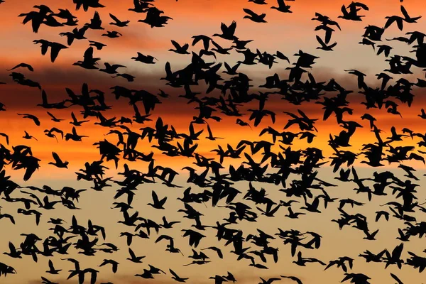 Kar Kazları Şafakta Bosque Del Apache New Mexico Abd — Stok fotoğraf