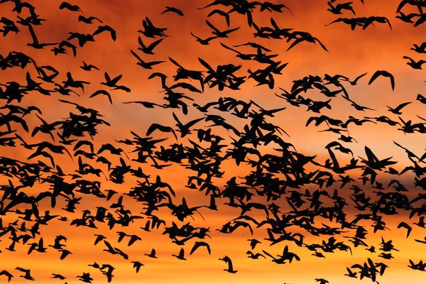 Kar Kazları Şafakta Bosque Del Apache New Mexico Abd — Stok fotoğraf