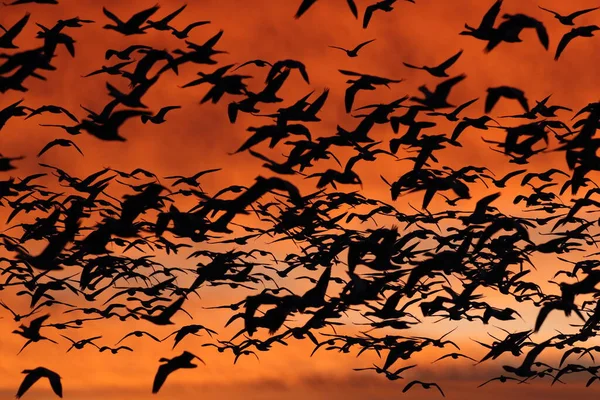 Gansos Nieve Amanecer Bosque Del Apache Nuevo México —  Fotos de Stock