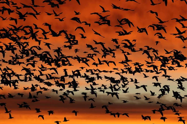 Χιονόχηνες Την Αυγή Bosque Del Apache New Mexico Usa — Φωτογραφία Αρχείου