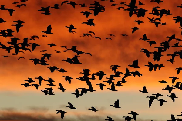 Gansos Nieve Amanecer Bosque Del Apache Nuevo México —  Fotos de Stock