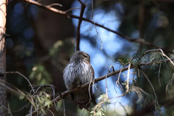 Євразійська Пігмейська Сова Сова Glaucidium Passerinum Swabian Jura — стокове фото