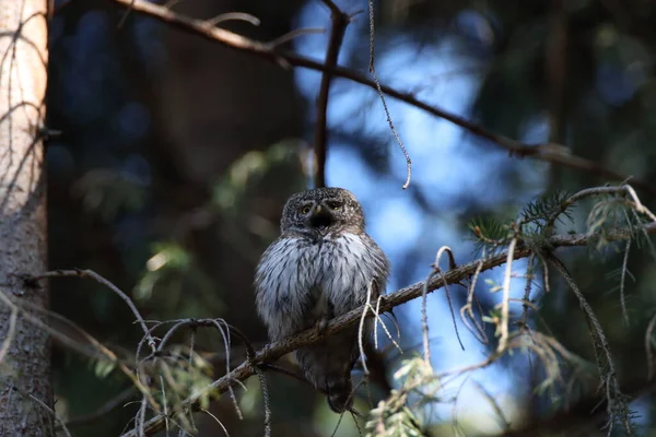 Євразійська Пігмейська Сова Сова Glaucidium Passerinum Swabian Jura — стокове фото