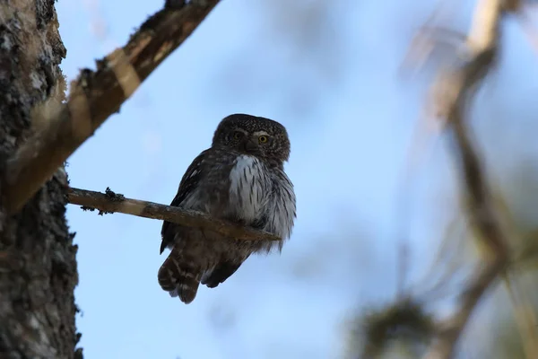 ユーラシア ピグミー フクロウ Glaucidium Passerinum Swabian Jura — ストック写真