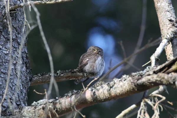 유라시아 피그미 올빼미 Glaucidium Passerinum Swabian Jura — 스톡 사진