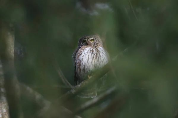 Avrasya Pigme Baykuşu Glaucidium Passerinum Swabian Jura — Stok fotoğraf