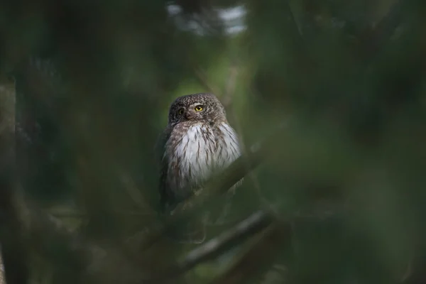 Avrasya Pigme Baykuşu Glaucidium Passerinum Swabian Jura — Stok fotoğraf