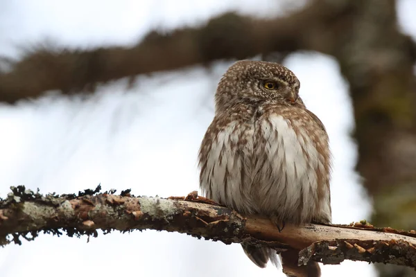 Coruja Pigmeu Eurásia Glaucidium Passerinum Suábia Jura — Fotografia de Stock