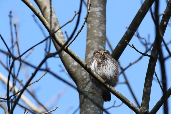 Євразійська Пігмейська Сова Сова Glaucidium Passerinum Swabian Jura — стокове фото