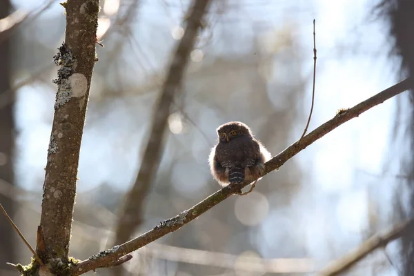 ユーラシア ピグミー フクロウ Glaucidium Passerinum Swabian Jura — ストック写真