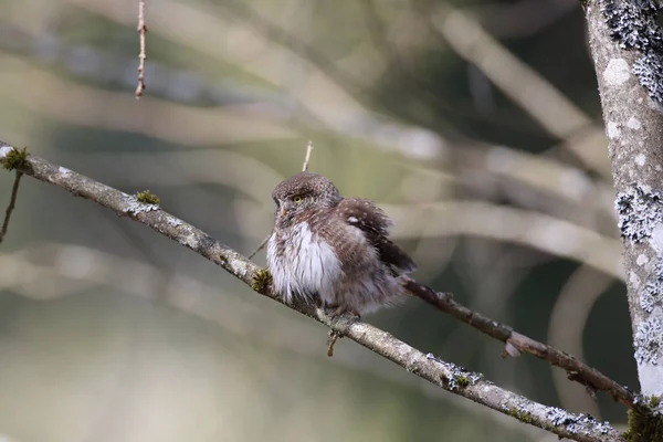 Hibou Pygmée Eurasie Glaucidium Passerinum Jura Souabe — Photo