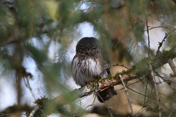 유라시아 피그미 올빼미 Glaucidium Passerinum Swabian Jura — 스톡 사진