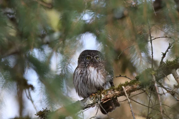 ユーラシア ピグミー フクロウ Glaucidium Passerinum Swabian Jura — ストック写真