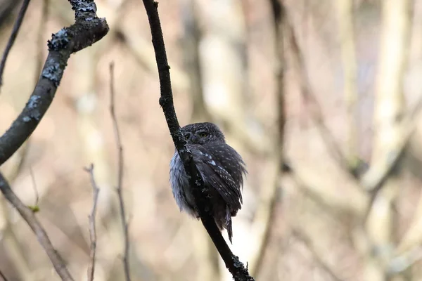 Eurasian Pygmy Owl Glaucidium Passerinum Swabian Jura — Stock Photo, Image