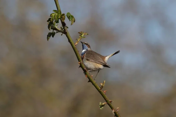 Bluethroat Luscinia Svecica Cyanecula — 스톡 사진