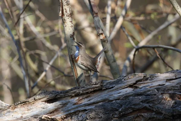 Bluethroat Luscinia Svecica Cyanecula Almanya — Stok fotoğraf