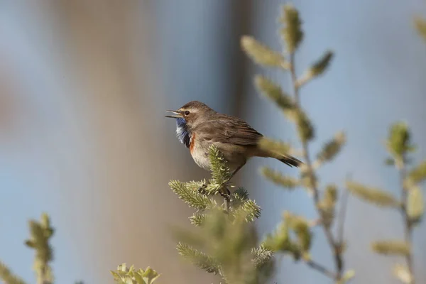 Bluethroat Luscinia Svecica Cyanecula Germany — Stock Photo, Image