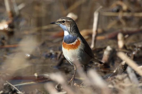 Bluethroat Luscinia Svecica Cyanecula Germany — Stock Photo, Image