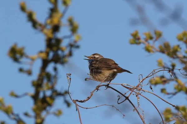 Bluetroat Luscinia Svecica Cyanecula Németország — Stock Fotó