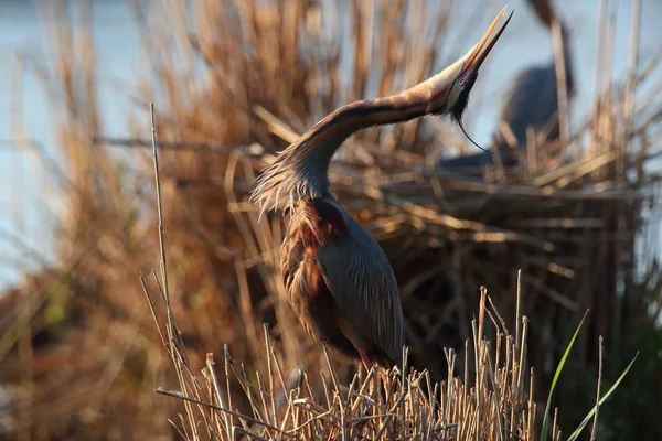 Garza Púrpura Ardea Purpurea Alemania —  Fotos de Stock