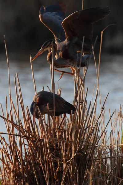 Пурпурний Герон Ardea Purpurea Німеччина — стокове фото