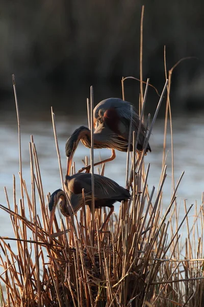 Пурпурний Герон Ardea Purpurea Німеччина — стокове фото