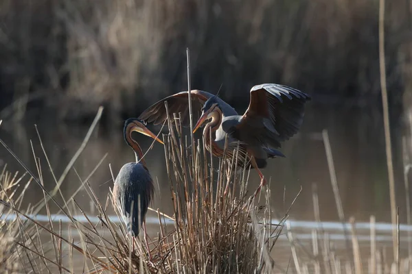 Purple Heron Ardea Purpurea Duitsland — Stockfoto