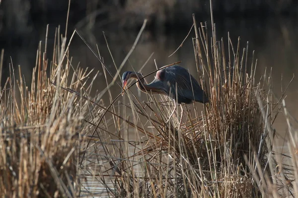 Purple Heron Ardea Purpurea Duitsland — Stockfoto