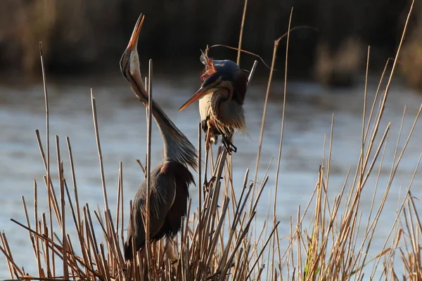 Purple Heron Ardea Purpurea Duitsland — Stockfoto