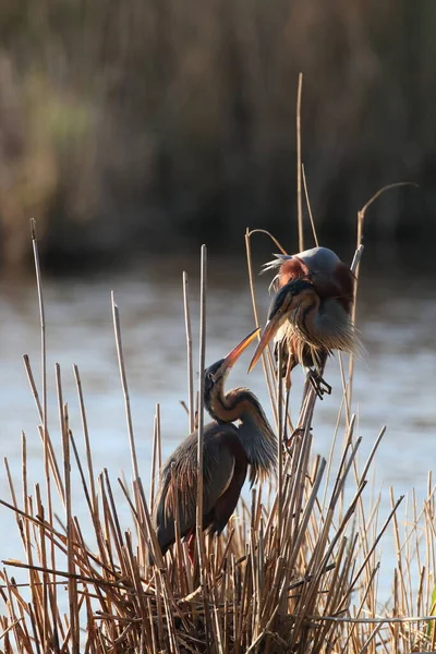 Purple Heron Ardea Purpurea Duitsland — Stockfoto