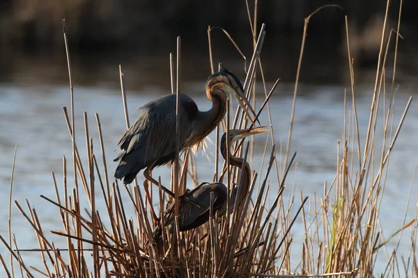 Пурпурний Герон Ardea Purpurea Німеччина — стокове фото