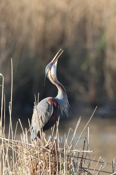 ドイツのパープルヘロン Ardea Purpurpurea — ストック写真