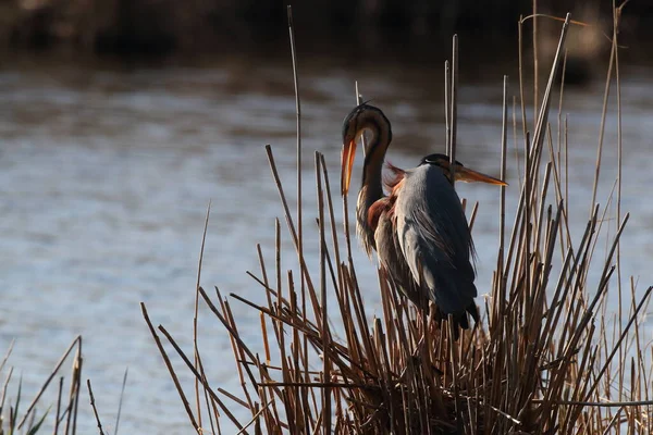 ドイツのパープルヘロン Ardea Purpurpurea — ストック写真