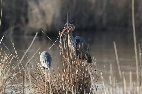 Purple Heron Ardea Purpurea Duitsland — Stockfoto