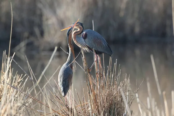 Garza Púrpura Ardea Purpurea Alemania —  Fotos de Stock