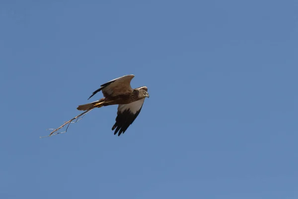 Batı Marsh Harrier Sirk Aeruginosus — Stok fotoğraf