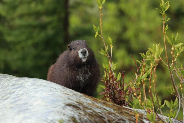 Vancouver Island Marmot Marmota Vjalá Verensis Mount Washington Vancouver Island — Foto de Stock
