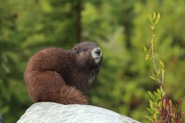 Vancouver Island Marmot Marmota Vjalá Verensis Mount Washington Vancouver Island —  Fotos de Stock