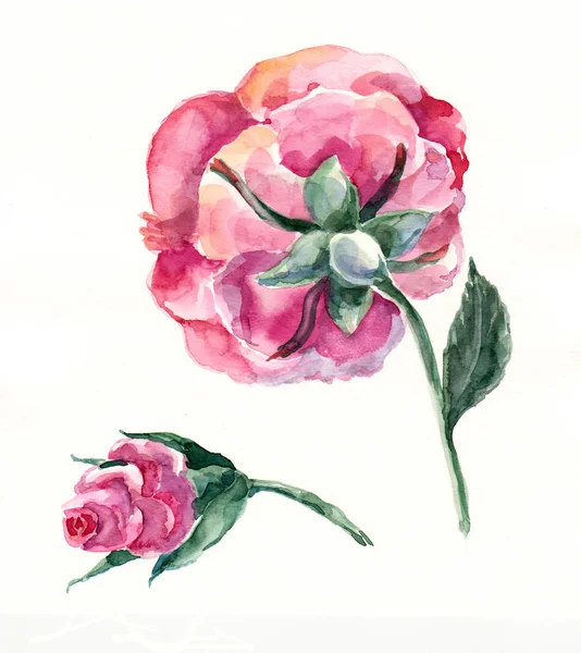 Aquarell Rose und Knopf auf weißem Hintergrund. — Stockfoto