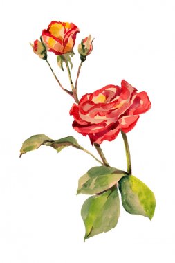 Suluboya kırmızı bud ile beyaz bir arka plan üzerinde yükseldi. Tasarım için çiçek şekil.