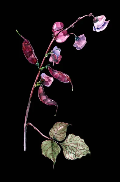 水彩花扁豆在黑色背景上 手绘插图 装饰花元素设计 — 图库照片