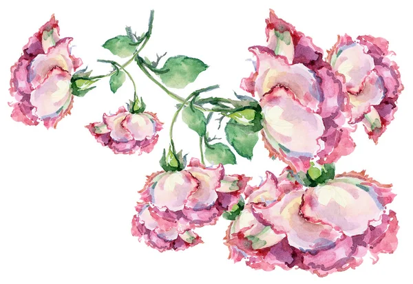 Branch Pink Roses Watercolor Hand Illustration — Stock Photo, Image