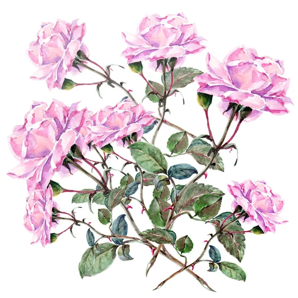 Акварель Розовые Розы Цветочная Иллюстрация Оформления — стоковое фото